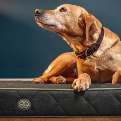 Le Chameau Cushion Dog Bed - Vert Chameau
